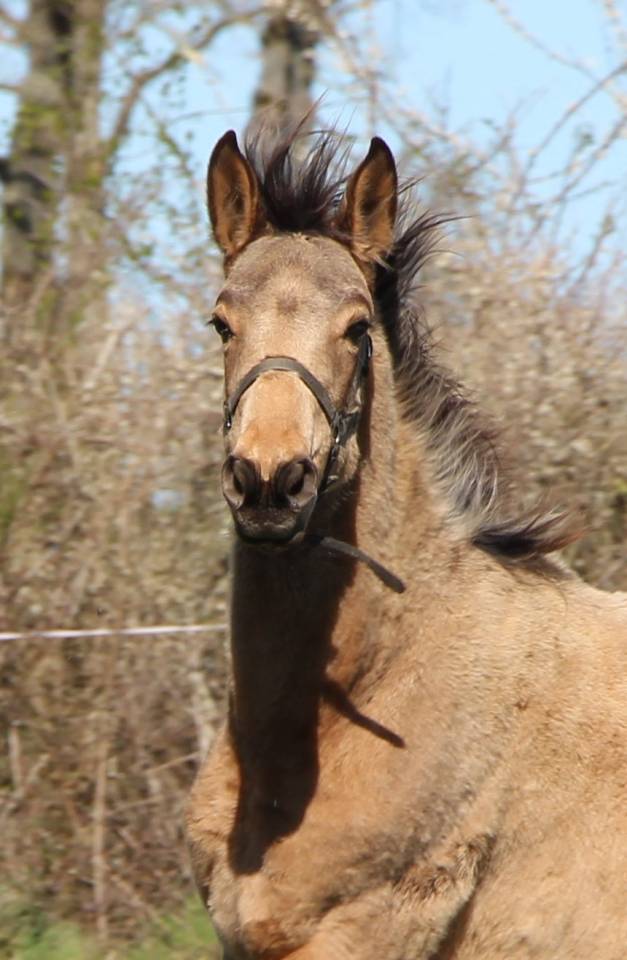 Potranca Silla Franc&eacute;s En venta 2025 Isabelo