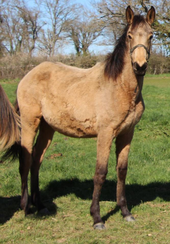 Potranca Silla Franc&eacute;s En venta 2025 Isabelo