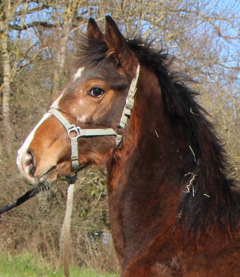 Potro Silla Franc&eacute;s En venta 2025 Bayo