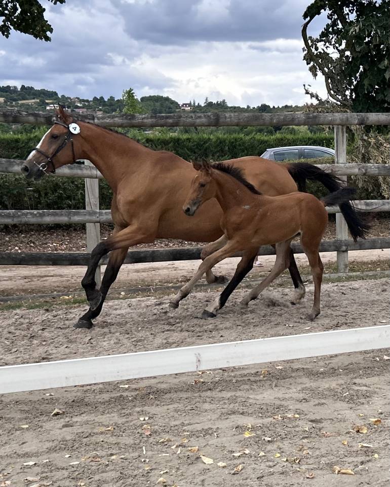 Yegua Silla Franc&eacute;s En venta 2010 Bayo