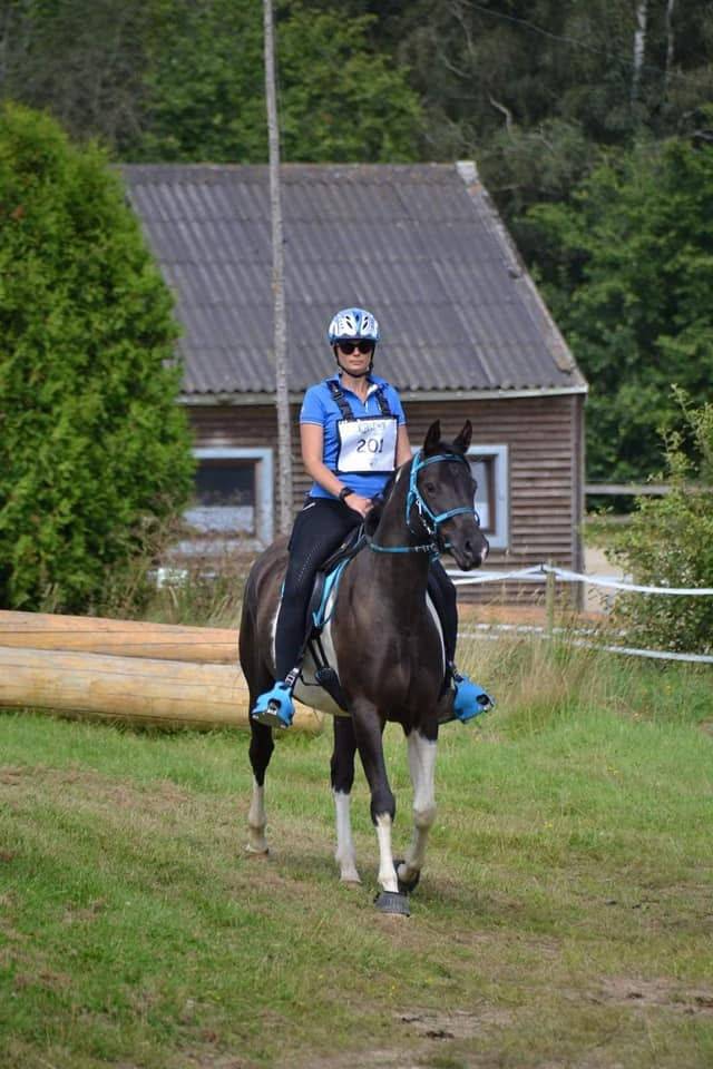 Caballo castrado Media Sangre Arabe En venta 2017 Tobiano