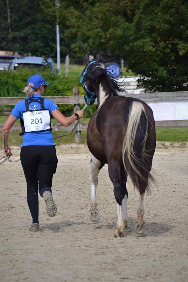 Caballo castrado Media Sangre Arabe En venta 2017 Tobiano