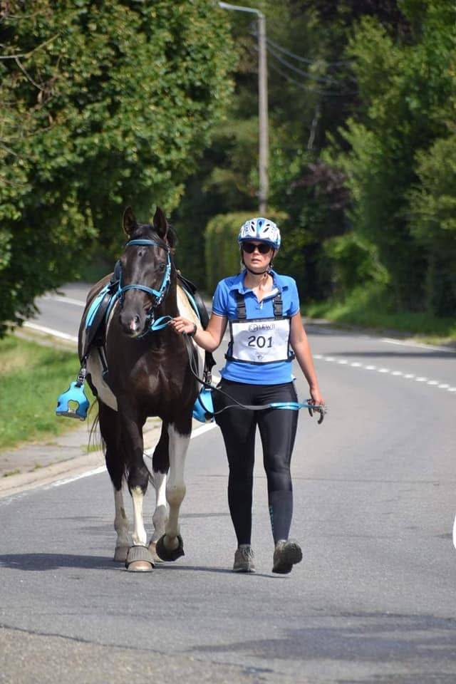 Caballo castrado Media Sangre Arabe En venta 2017 Tobiano