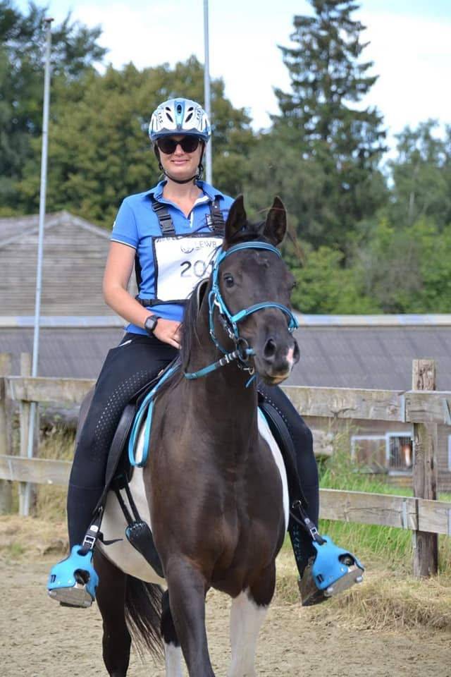 Caballo castrado Media Sangre Arabe En venta 2017 Tobiano