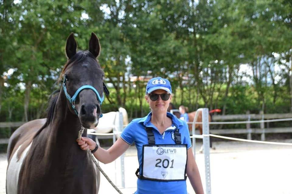 Caballo castrado Media Sangre Arabe En venta 2017 Tobiano