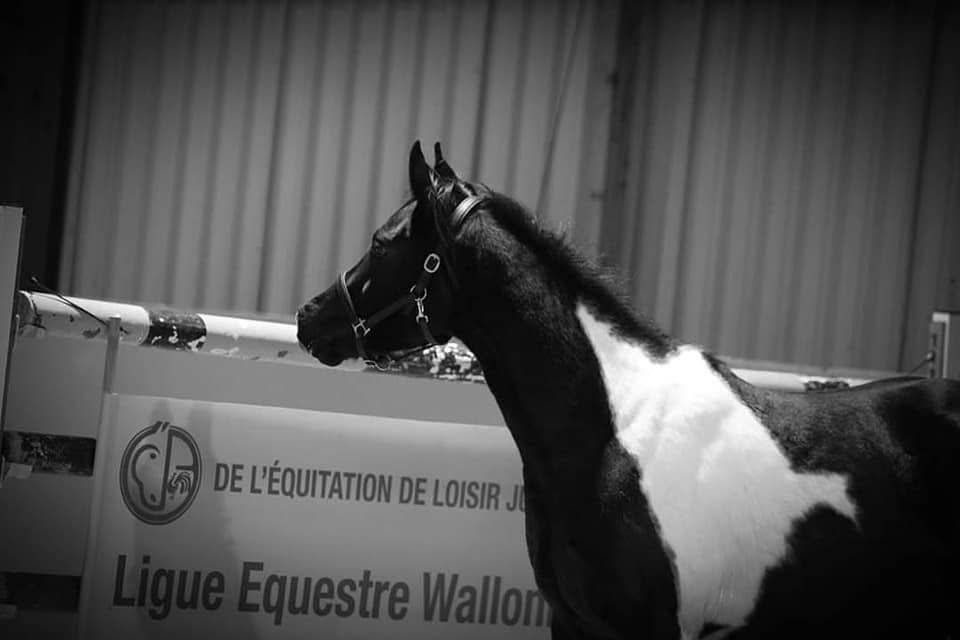 Caballo castrado Media Sangre Arabe En venta 2017 Tobiano