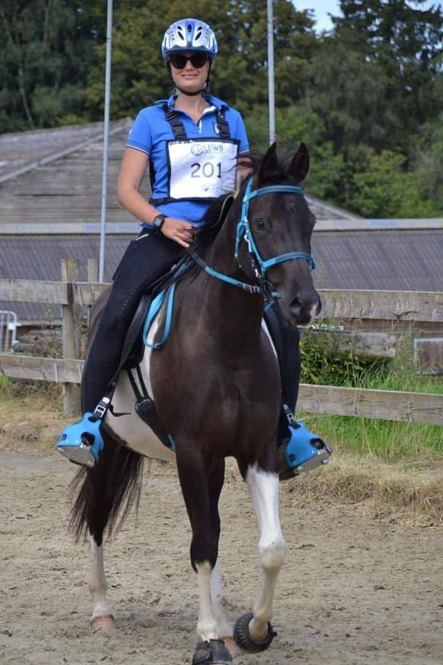 Caballo castrado Media Sangre Arabe En venta 2017 Tobiano