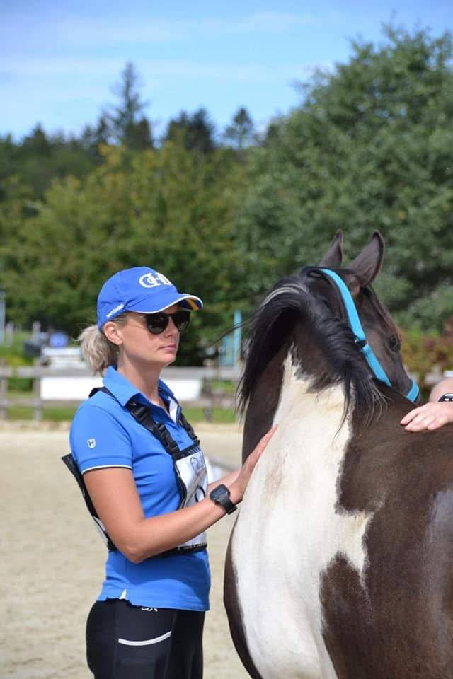 Caballo castrado Media Sangre Arabe En venta 2017 Tobiano