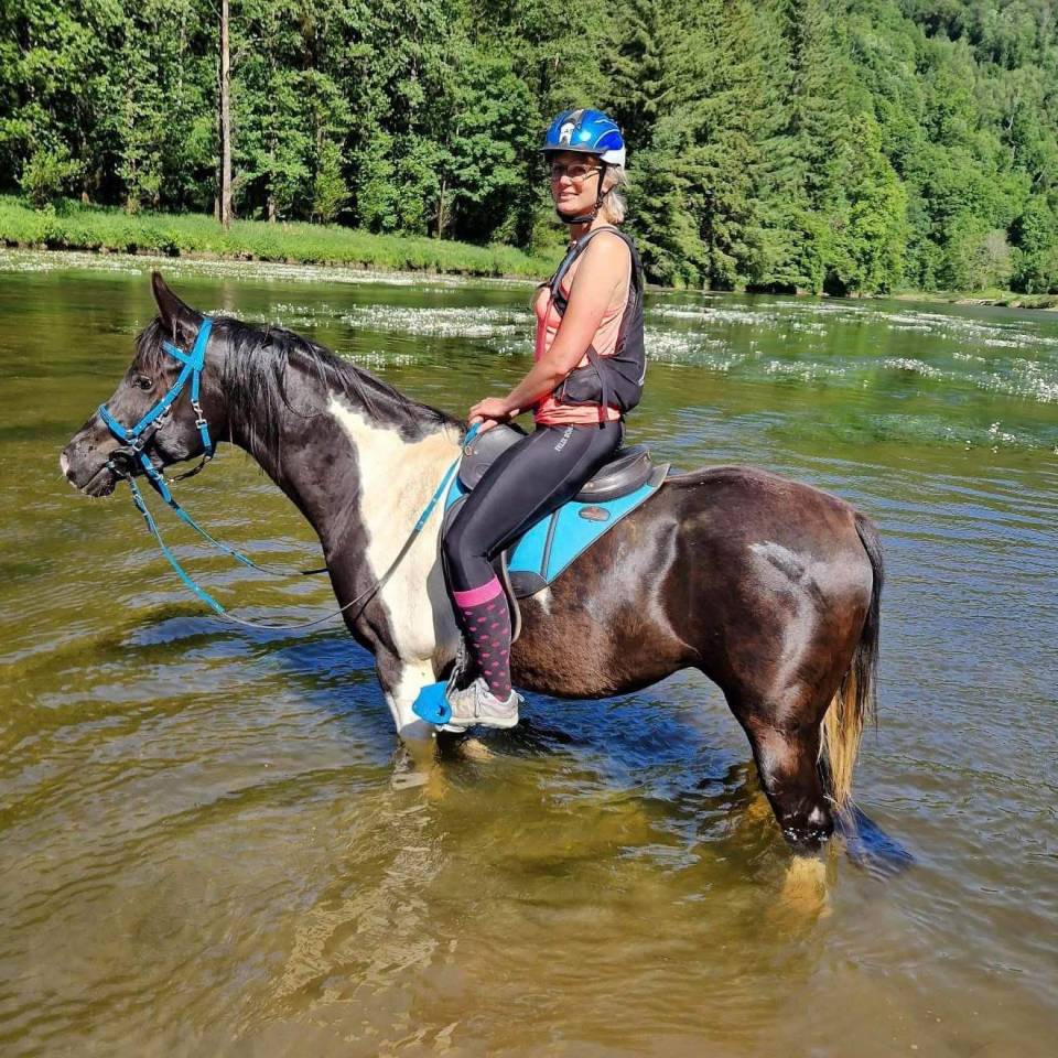 Caballo castrado Media Sangre Arabe En venta 2017 Tobiano