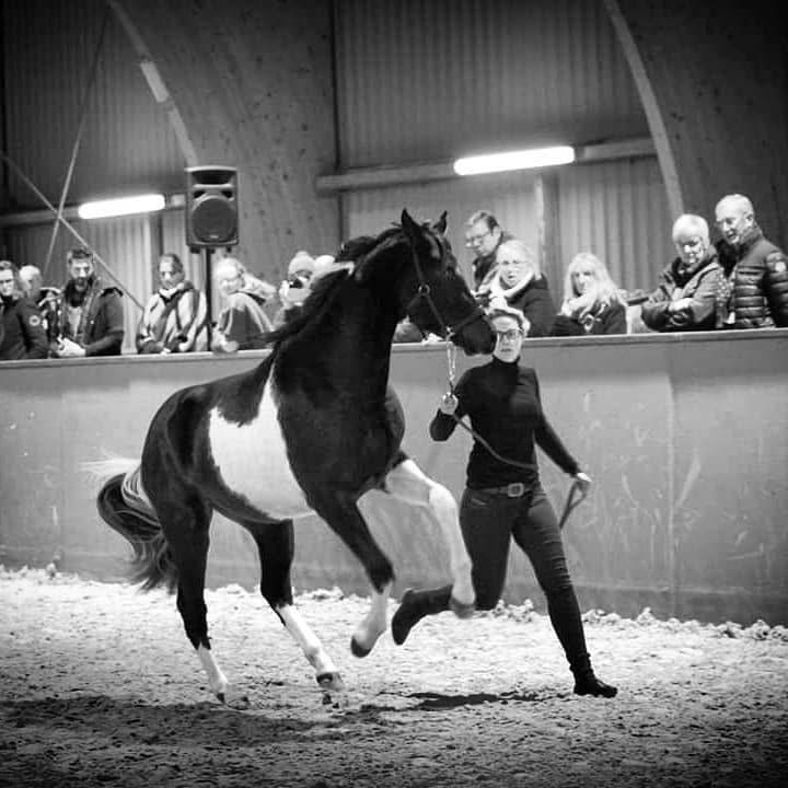 Caballo castrado Media Sangre Arabe En venta 2017 Tobiano