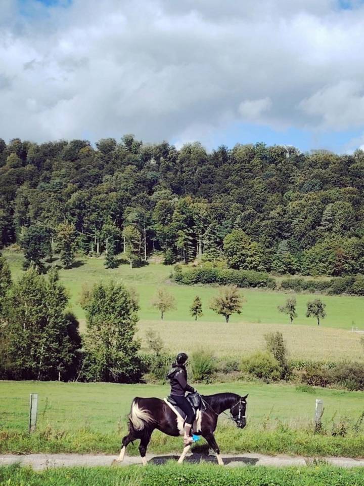 Caballo castrado Media Sangre Arabe En venta 2017 Tobiano