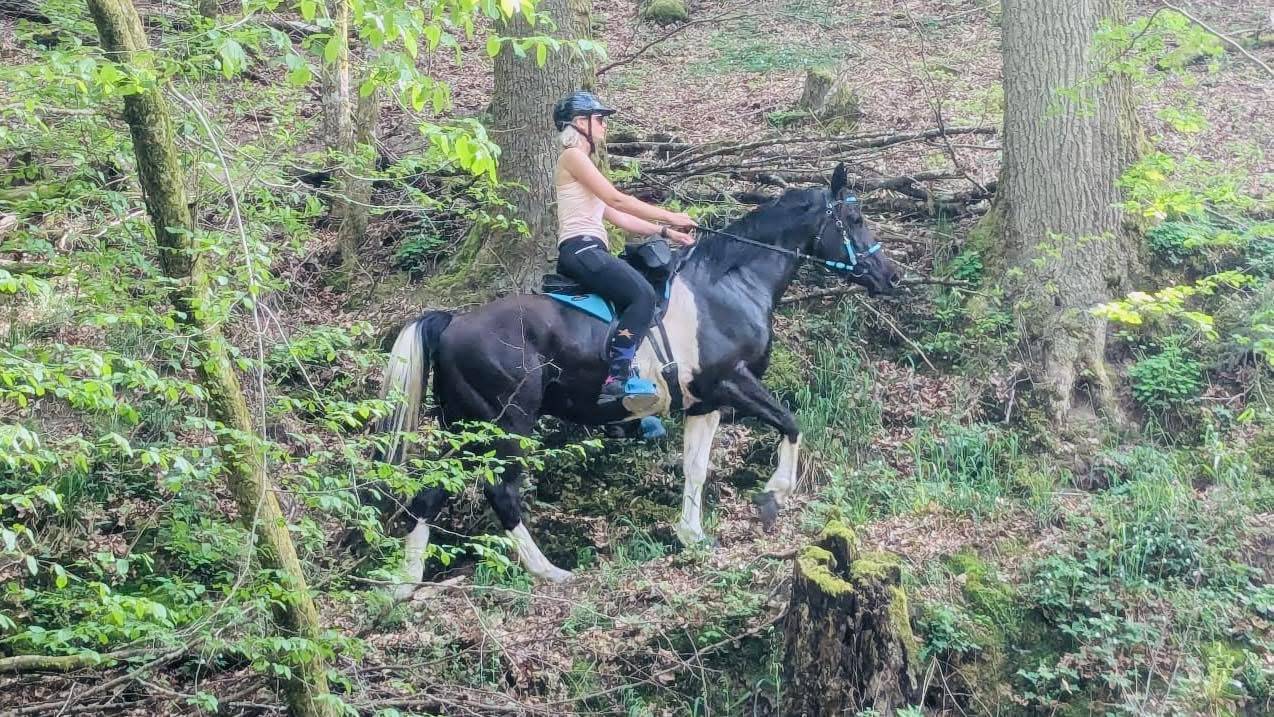 Caballo castrado Media Sangre Arabe En venta 2017 Tobiano