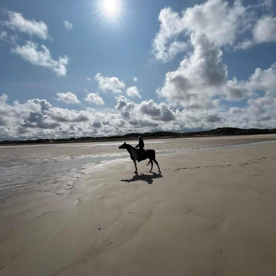 Caballo castrado Media Sangre Arabe En venta 2017 Tobiano