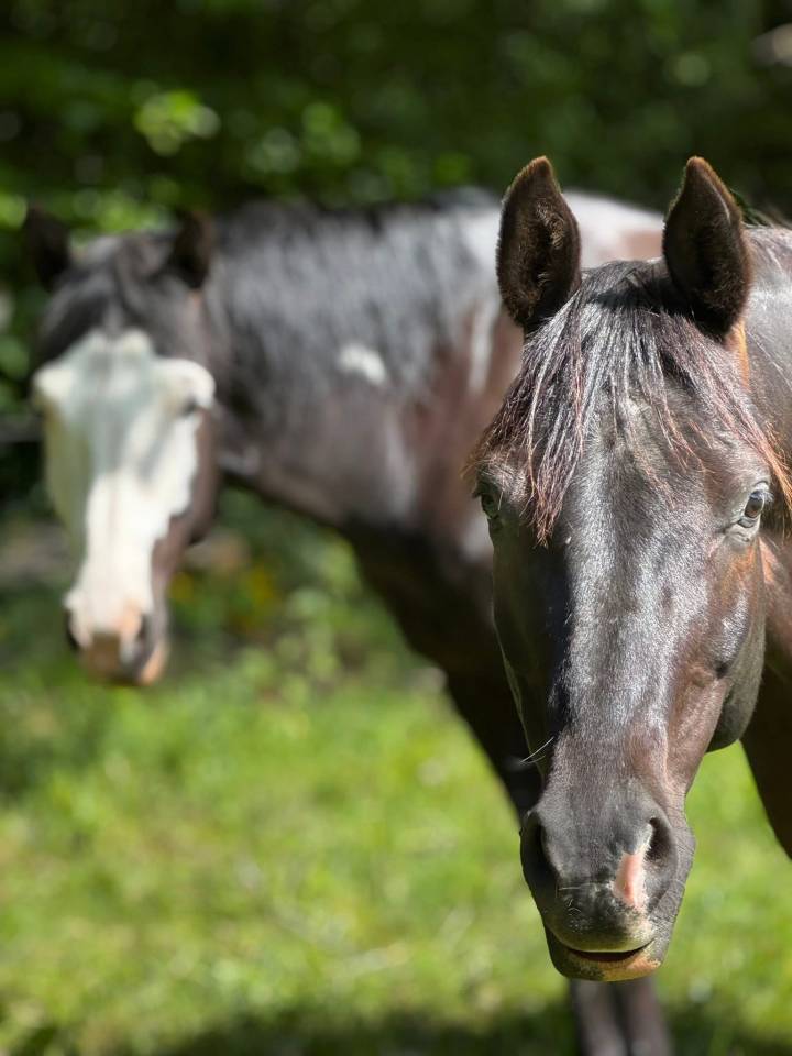 Caballo castrado Media Sangre Arabe En venta 2017 Tobiano