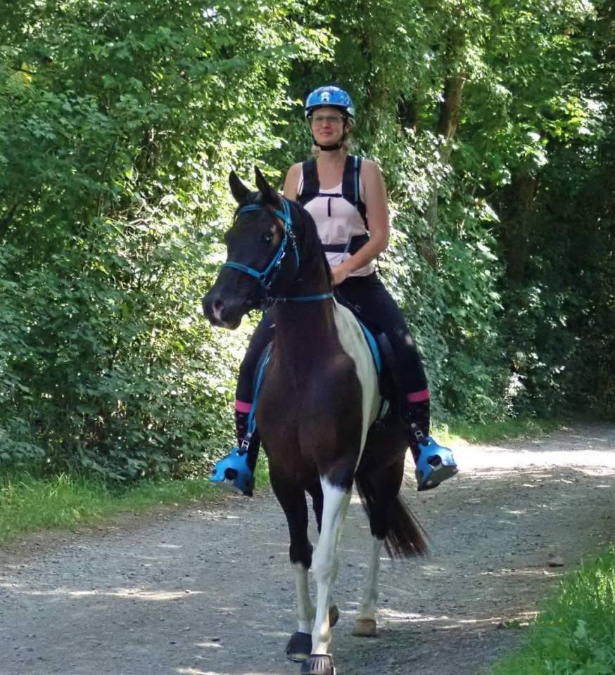 Caballo castrado Media Sangre Arabe En venta 2017 Tobiano