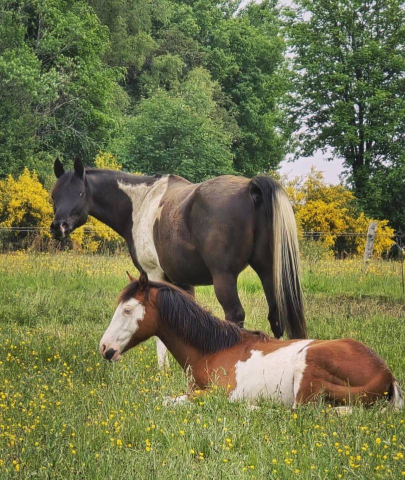 Caballo castrado Media Sangre Arabe En venta 2017 Tobiano