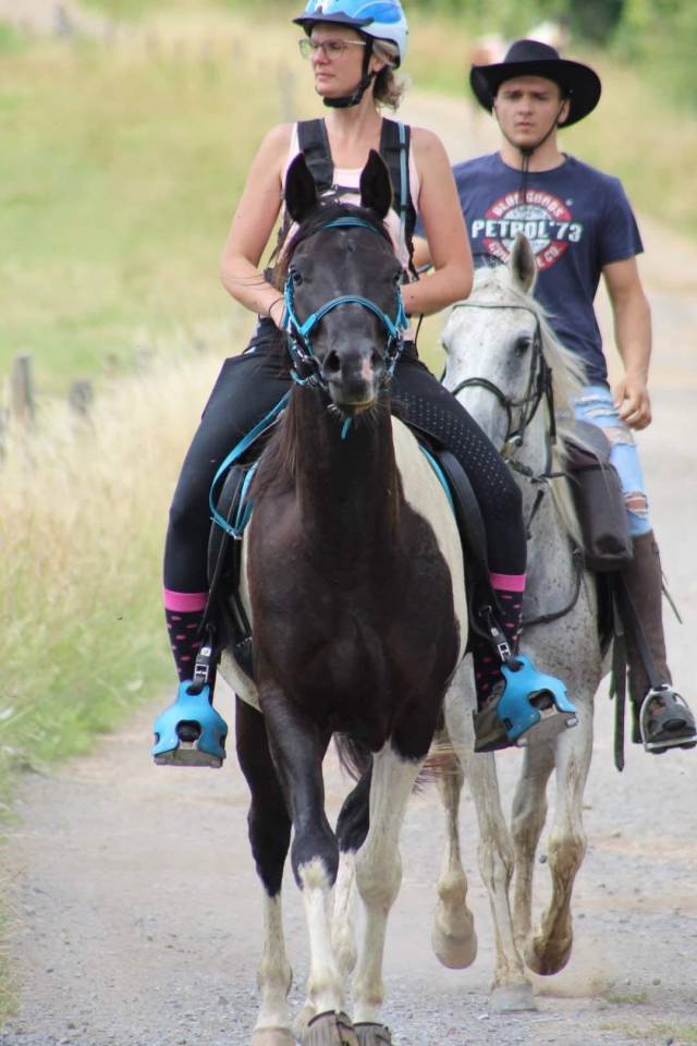 Caballo castrado Media Sangre Arabe En venta 2017 Tobiano