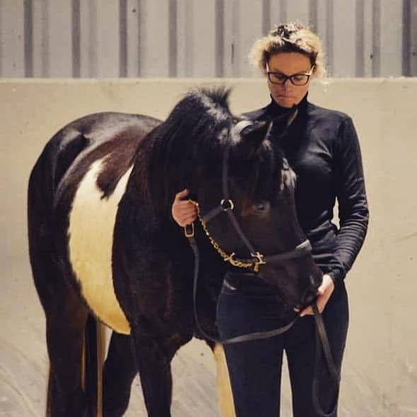 Caballo castrado Media Sangre Arabe En venta 2017 Tobiano