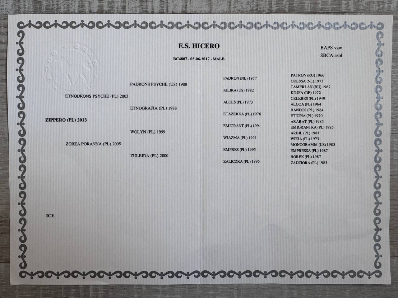 Caballo castrado Media Sangre Arabe En venta 2017 Tobiano