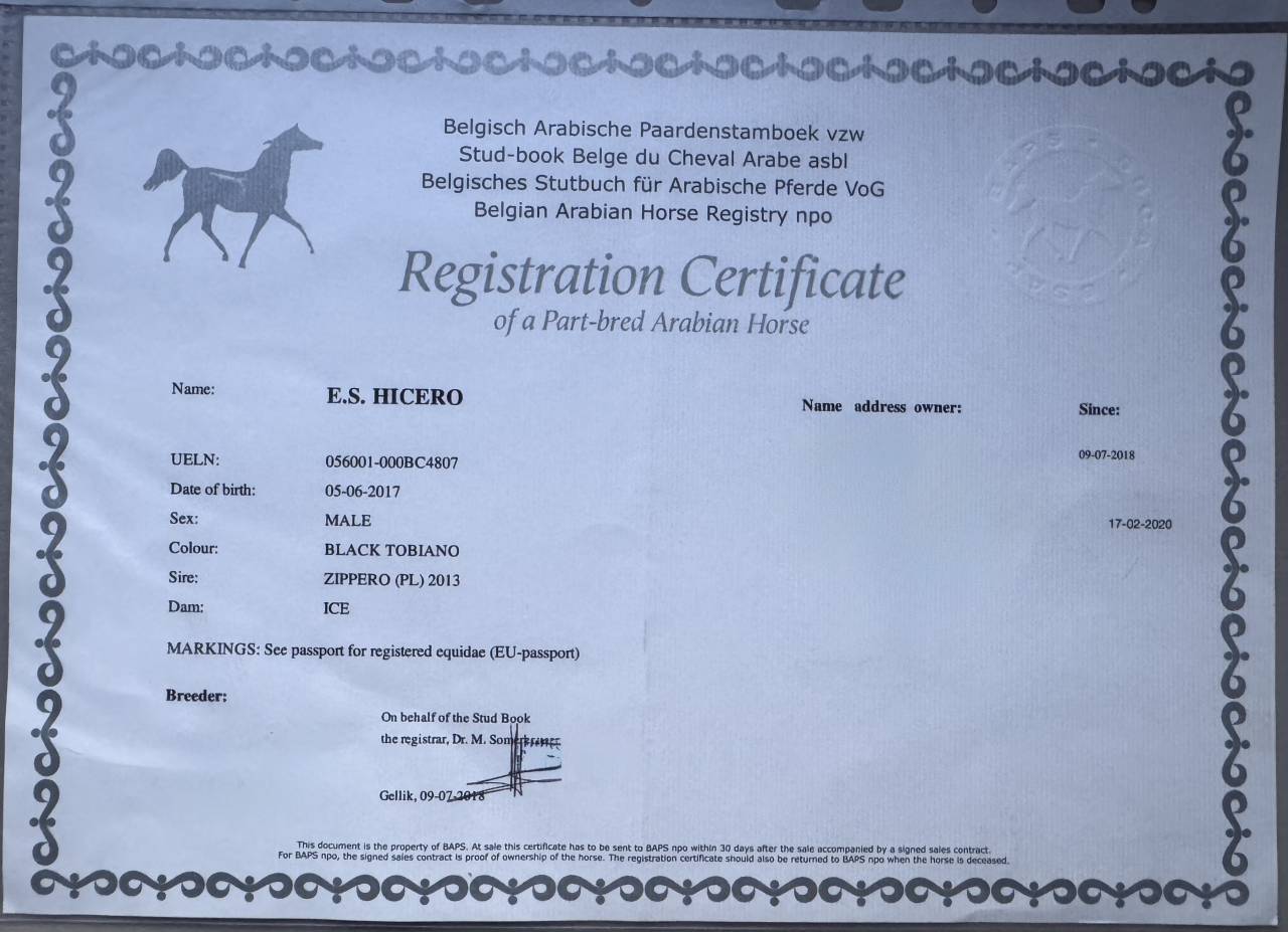 Caballo castrado Media Sangre Arabe En venta 2017 Tobiano