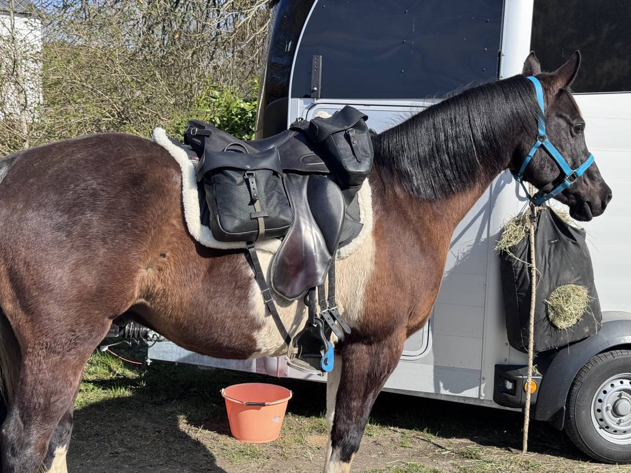 Caballo castrado Media Sangre Arabe En venta 2017 Tobiano