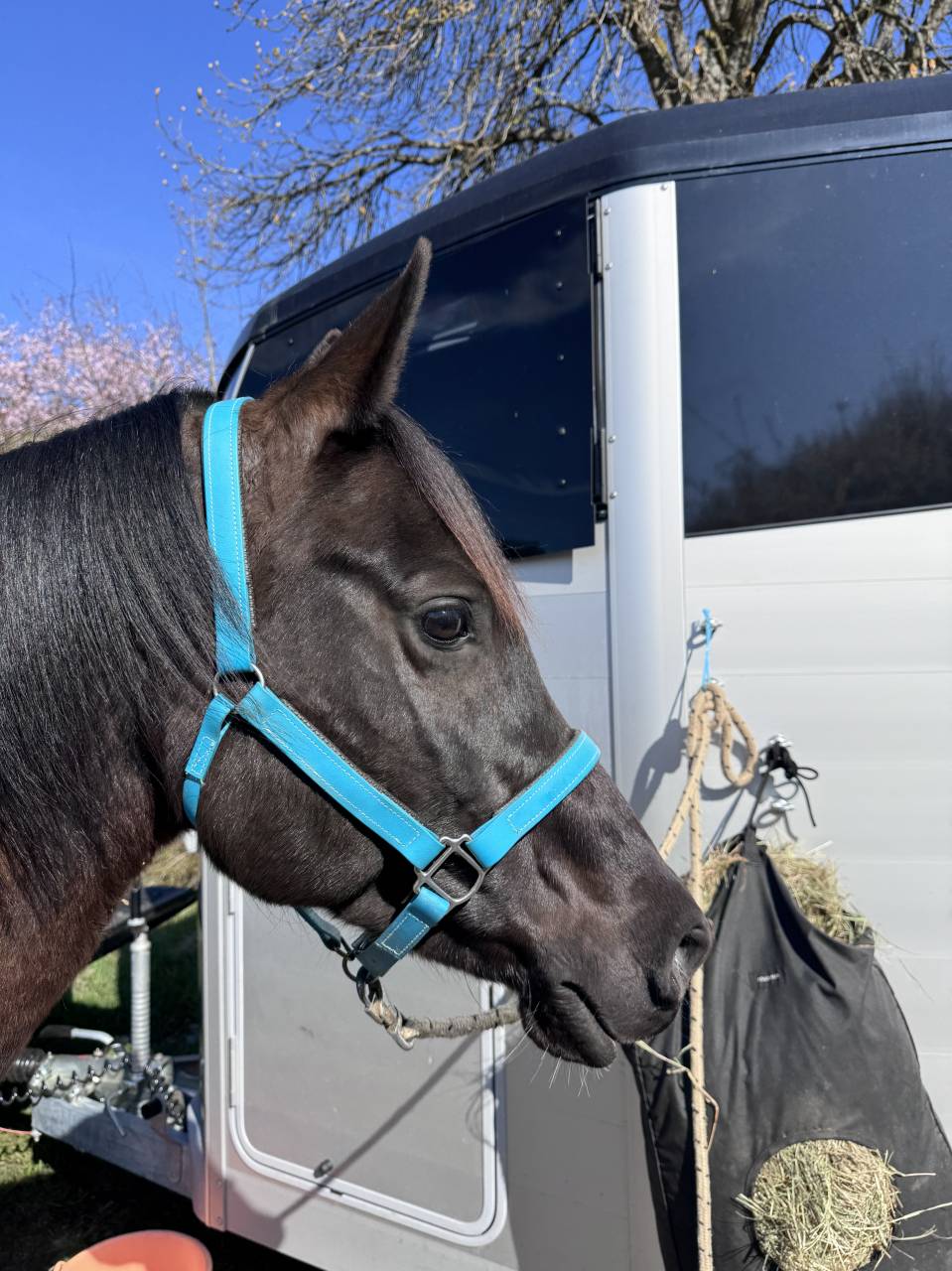 Caballo castrado Media Sangre Arabe En venta 2017 Tobiano