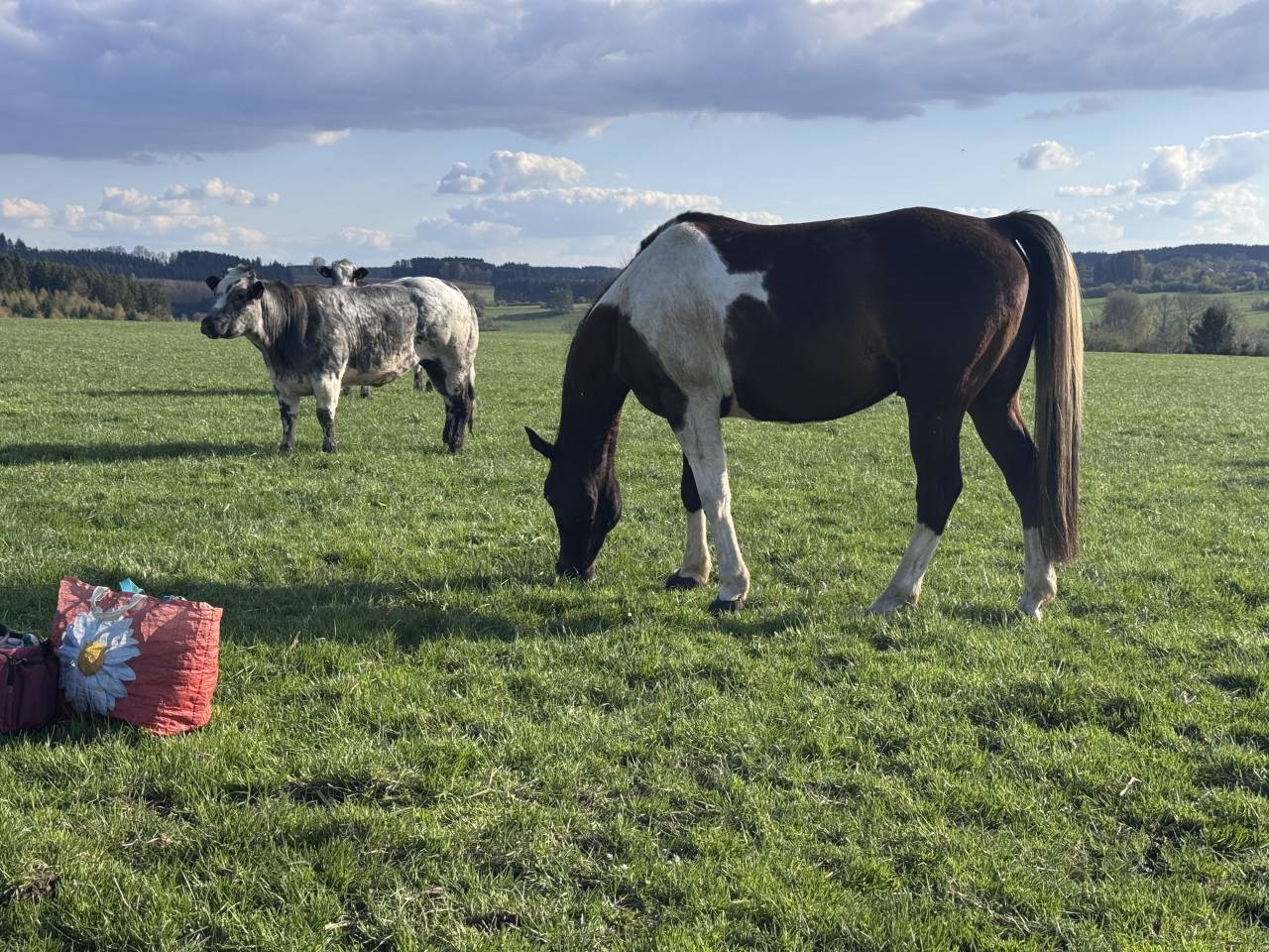Caballo castrado Media Sangre Arabe En venta 2017 Tobiano