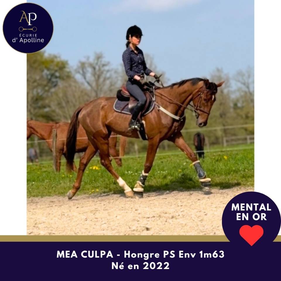 Caballo castrado Pura Sangre En venta 2022 Bayo