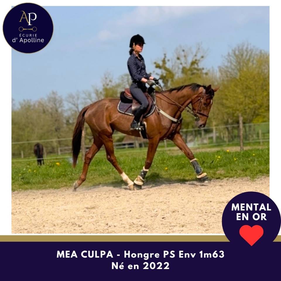 Caballo castrado Pura Sangre En venta 2022 Bayo