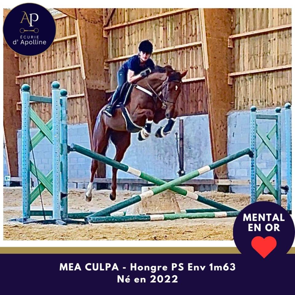 Caballo castrado Pura Sangre En venta 2022 Bayo