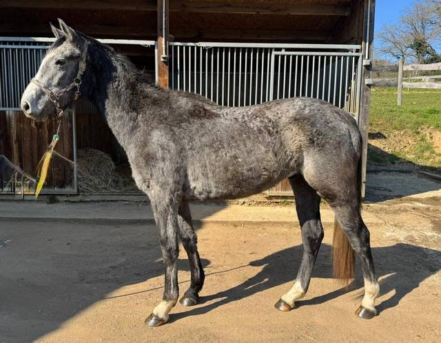 Caballo castrado Origine Constat&eacute;e En venta 2023 Tordo por Genesis de talma
