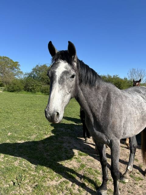 Caballo castrado Origine Constat&eacute;e En venta 2023 Tordo por Genesis de talma