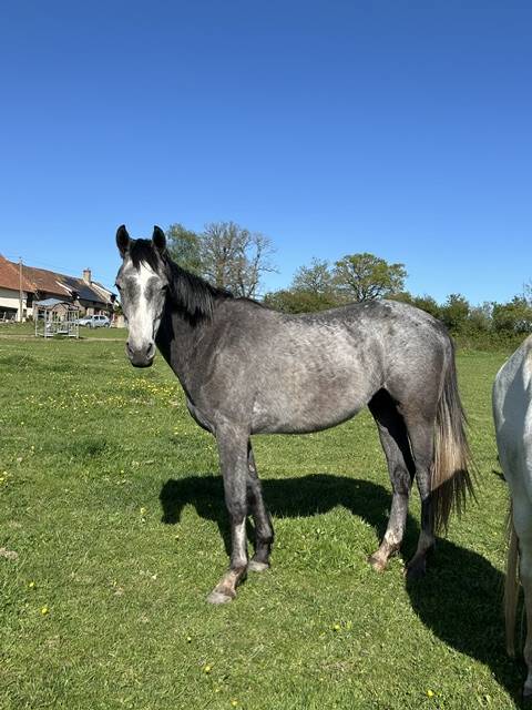 Caballo castrado Origine Constat&eacute;e En venta 2023 Tordo por Genesis de talma