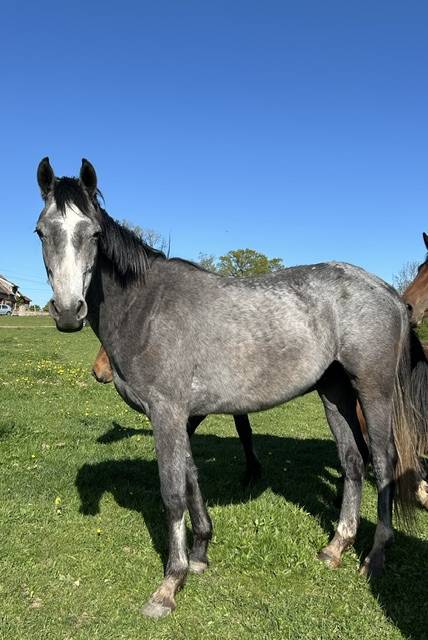 Caballo castrado Origine Constat&eacute;e En venta 2023 Tordo por Genesis de talma