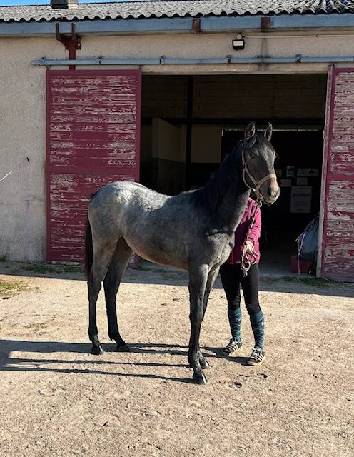 Potro Origine Constat&eacute;e En venta 2025 Tordo por Arc de Triomphe