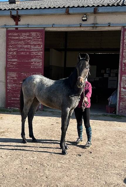 Potro Origine Constat&eacute;e En venta 2025 Tordo por Arc de Triomphe