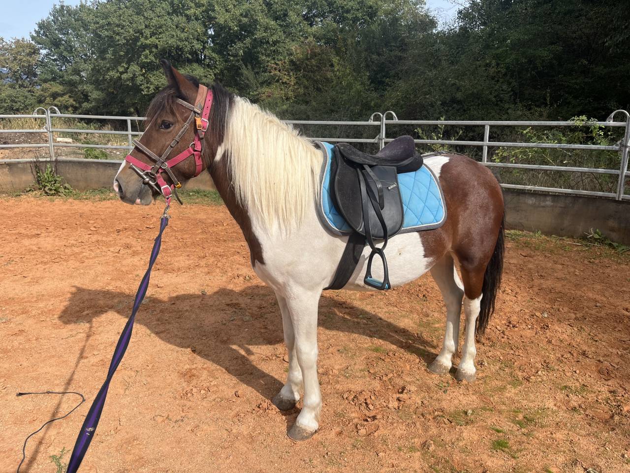 Caballo castrado Origen No Constatado En venta 2022 P&iacute;o