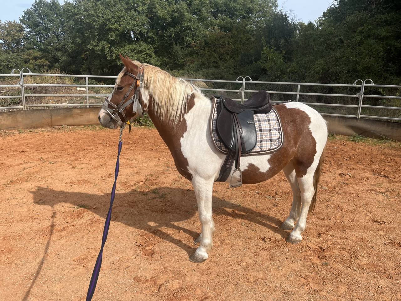 Caballo castrado Origen No Constatado En venta 2022 P&iacute;o