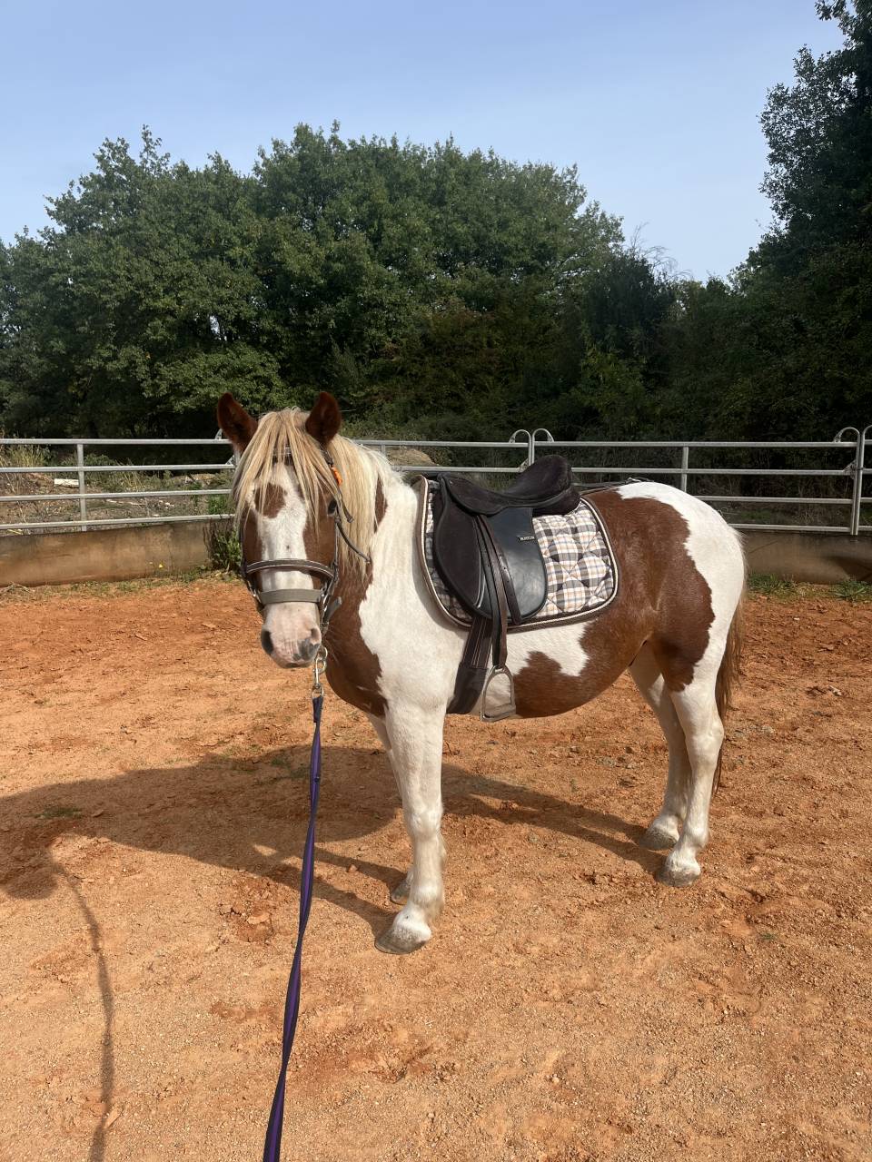 Caballo castrado Origen No Constatado En venta 2022 P&iacute;o