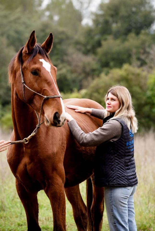 Caballo castrado Silla Franc&eacute;s En venta 2023 Bayo por Varennes du breuil