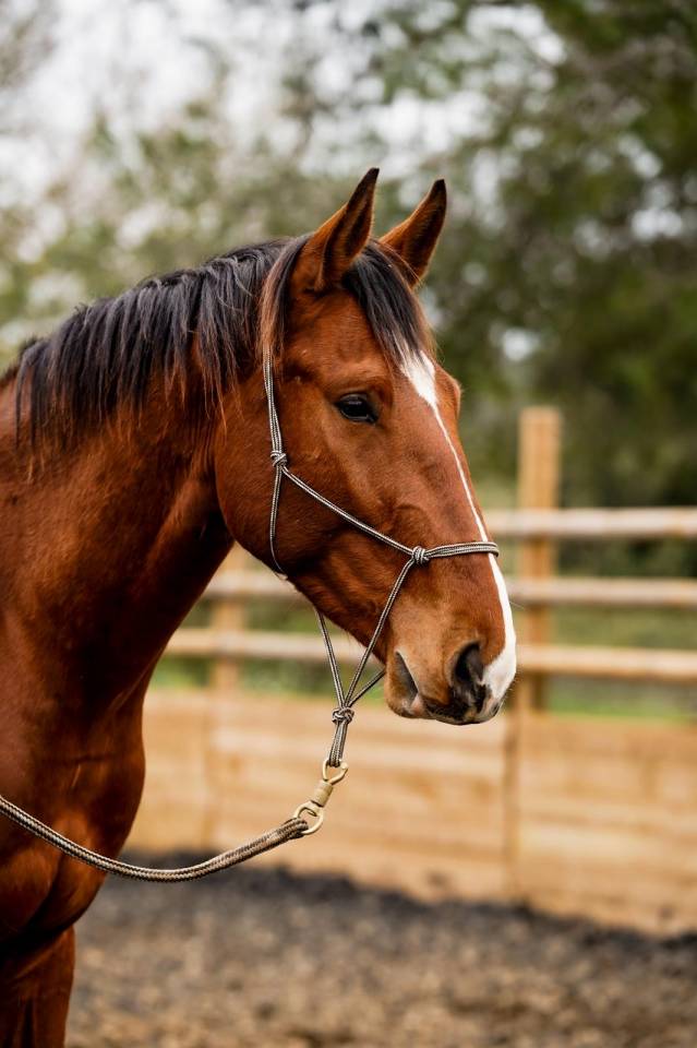Caballo castrado Silla Franc&eacute;s En venta 2023 Bayo por Varennes du breuil