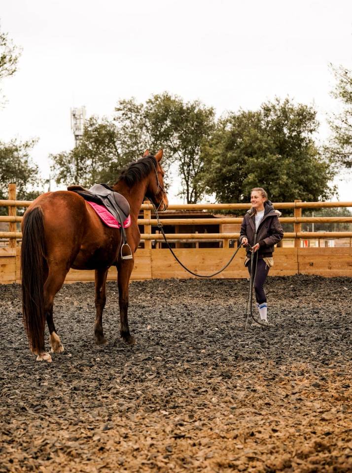 Caballo castrado Silla Franc&eacute;s En venta 2023 Bayo por Varennes du breuil