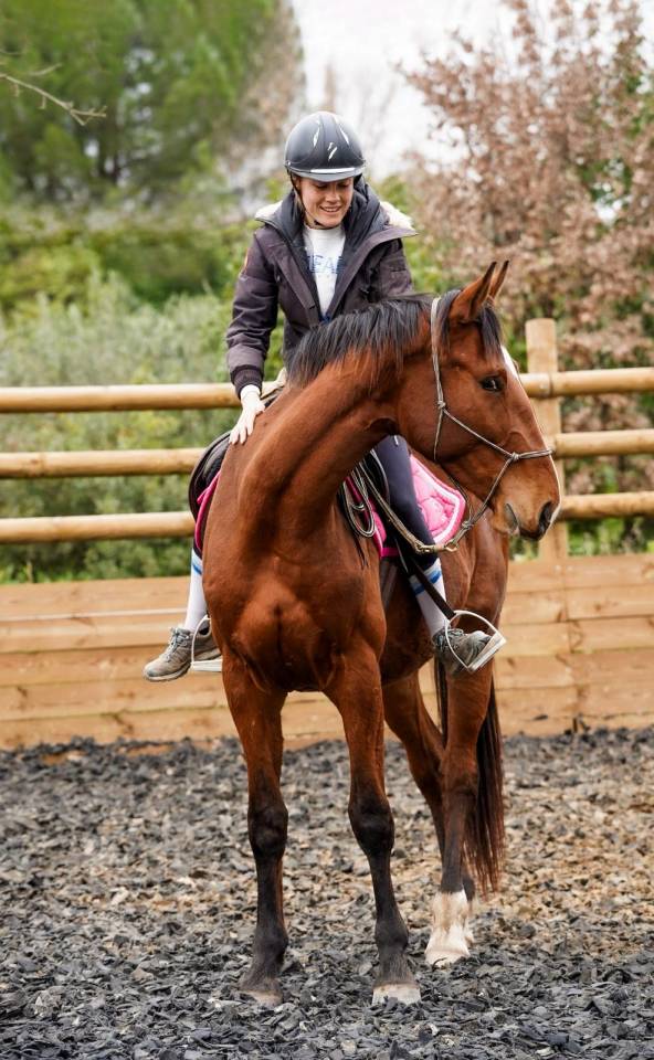 Caballo castrado Silla Franc&eacute;s En venta 2023 Bayo por Varennes du breuil