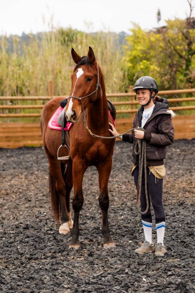 Caballo castrado Silla Franc&eacute;s En venta 2023 Bayo por Varennes du breuil