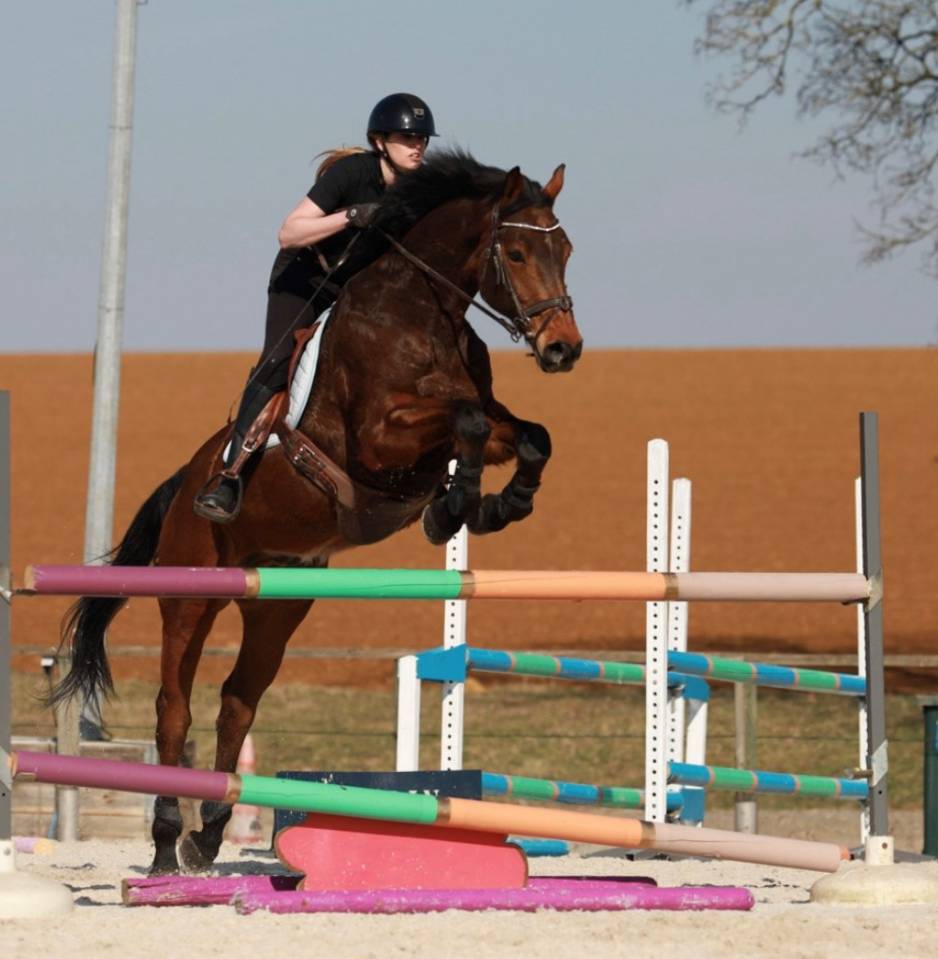 Caballo castrado sBs Caballo de Deporte Belga En venta 2013 Bayo por CASTELINO