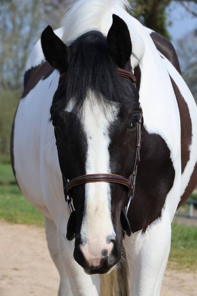 Caballo castrado Zangersheide En venta 2022 P&iacute;o por DAILY MAGIC DE ROCK 1 Z