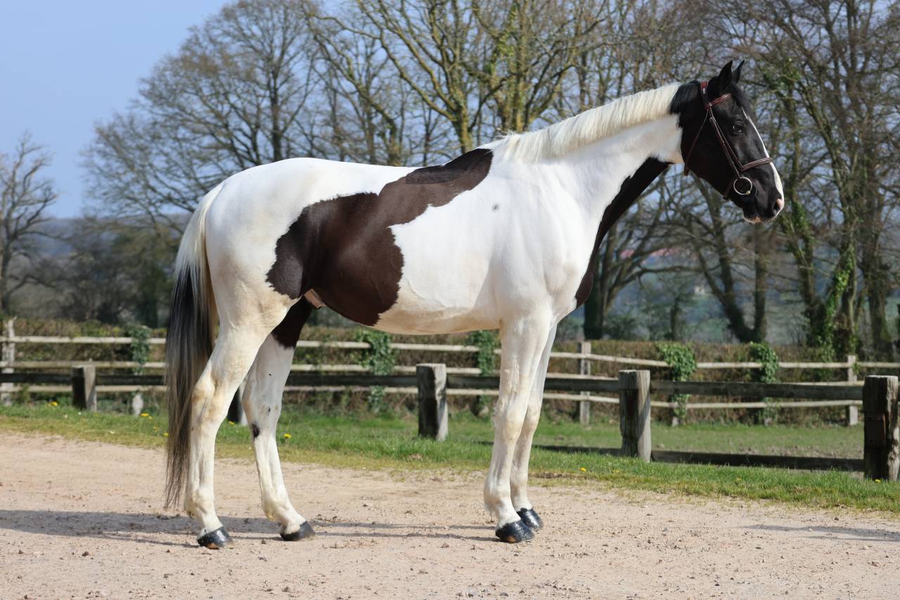 Caballo castrado Zangersheide En venta 2022 P&iacute;o por DAILY MAGIC DE ROCK 1 Z