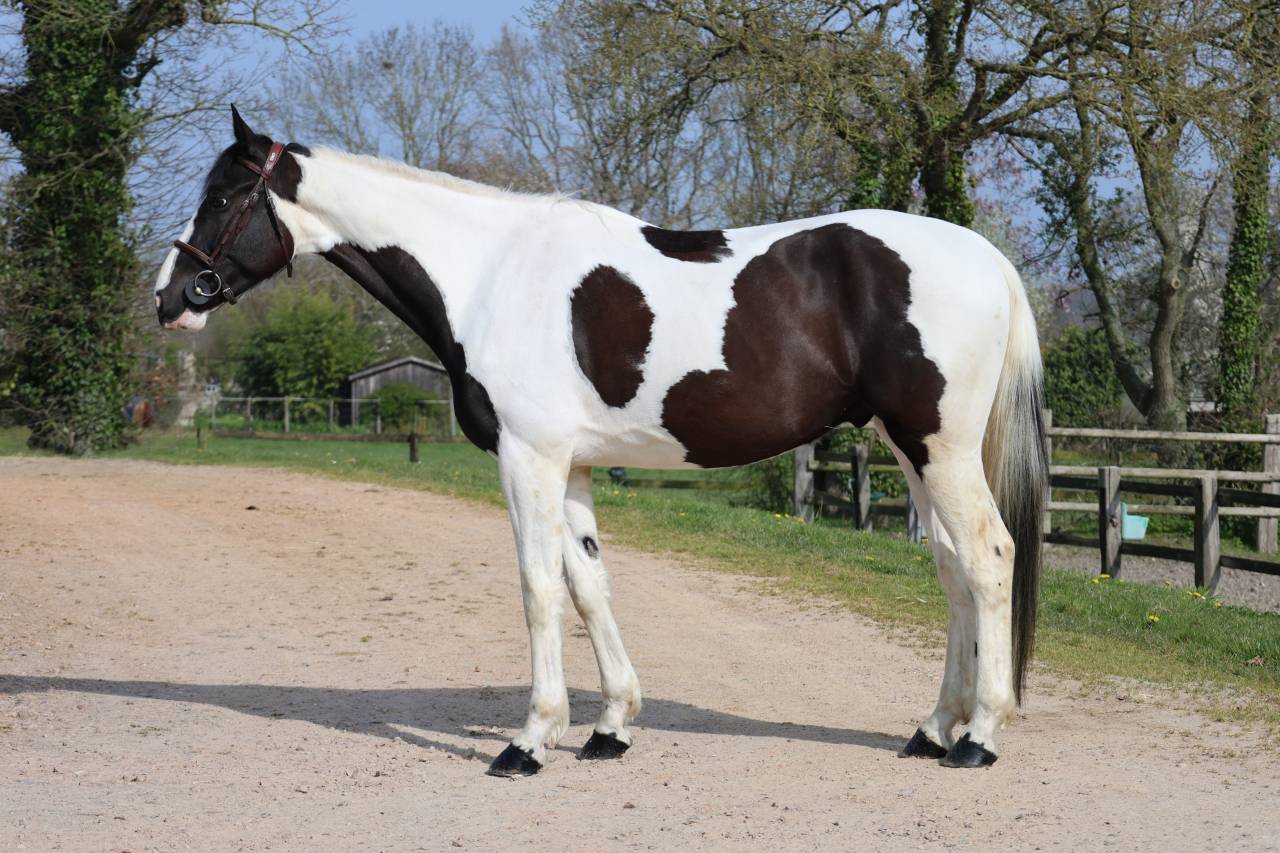 Caballo castrado Zangersheide En venta 2022 P&iacute;o por DAILY MAGIC DE ROCK 1 Z