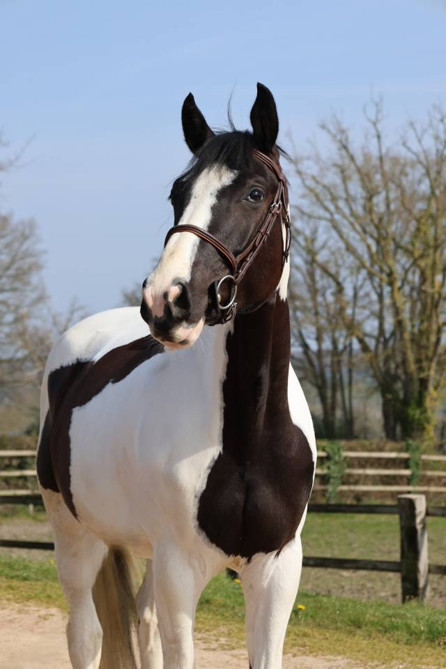 Caballo castrado Zangersheide En venta 2022 P&iacute;o por DAILY MAGIC DE ROCK 1 Z