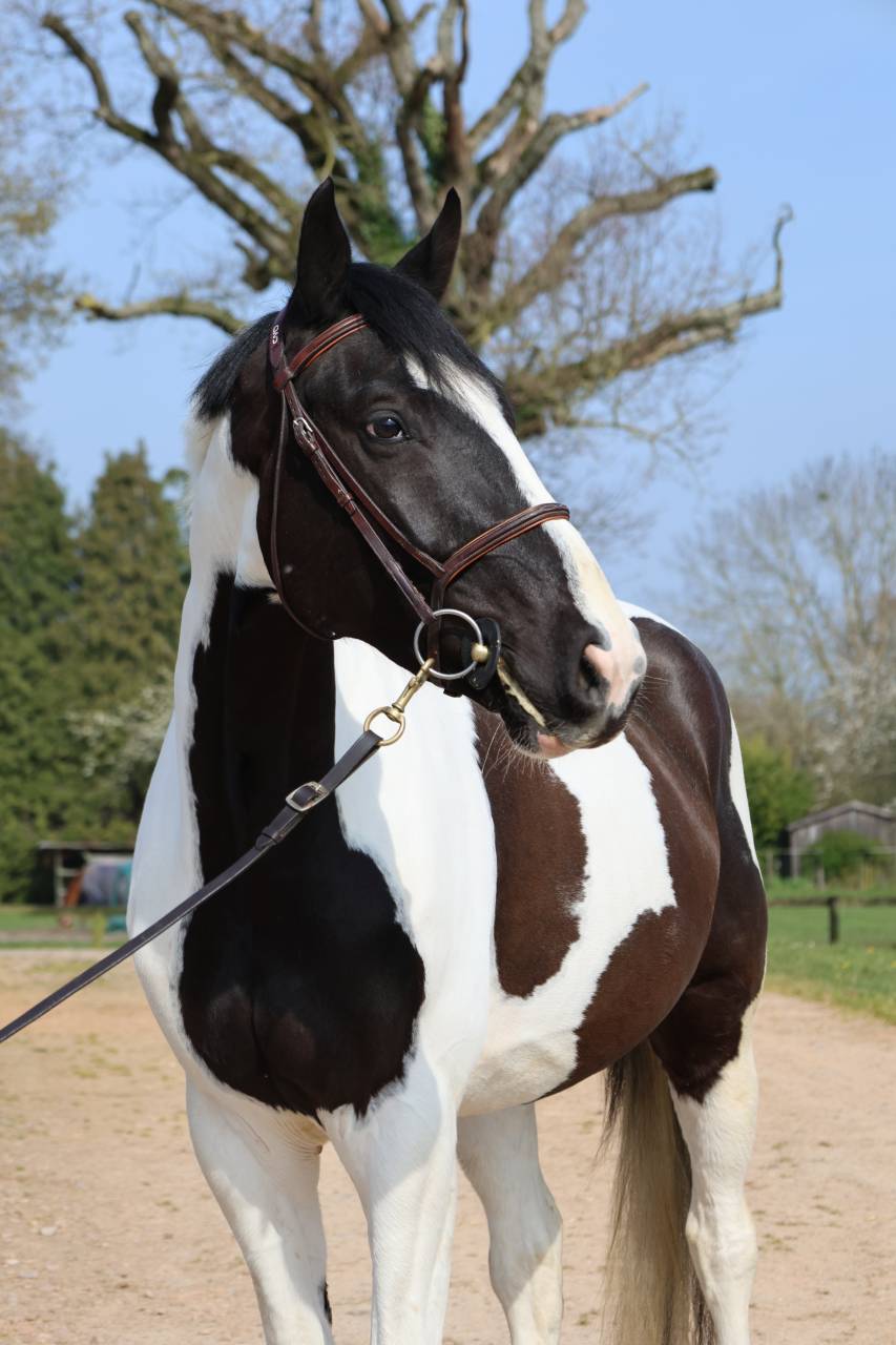 Caballo castrado Zangersheide En venta 2022 P&iacute;o por DAILY MAGIC DE ROCK 1 Z